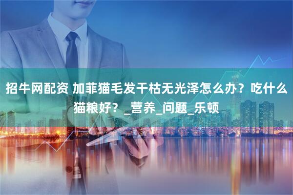 招牛网配资 加菲猫毛发干枯无光泽怎么办？吃什么猫粮好？_营养_问题_乐顿